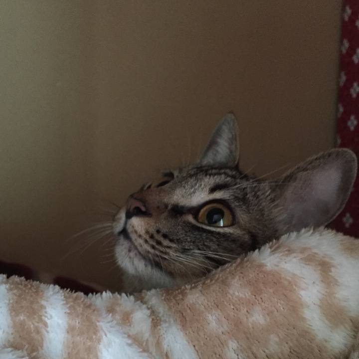 07856a24 ff1b 4442 bc2c 3df54f6bf86c