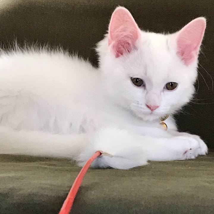 078d2a53 0b2a 480e a112 d59a89a80685