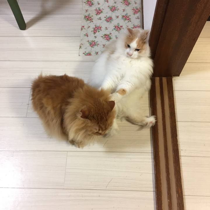 07983978 7368 4da9 9205 80f2aa041ba8