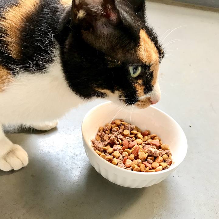 07acadcd 9aae 4a96 a170 9be9eb1490f2