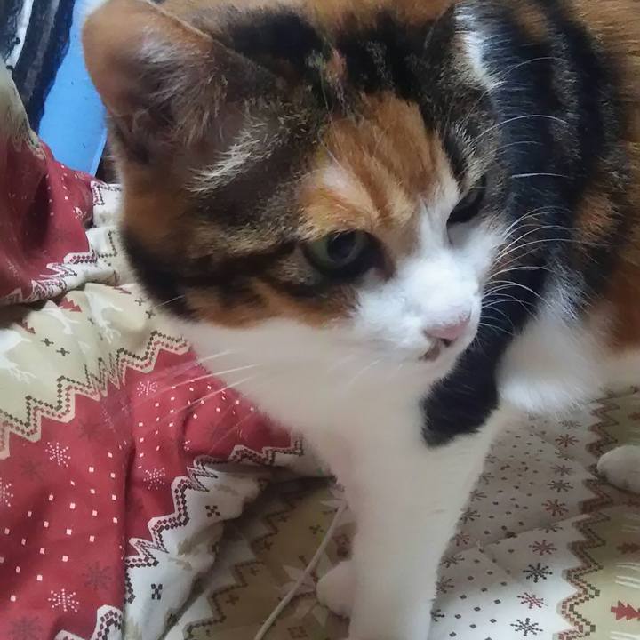 07adc385 9baf 498d bbe0 81517d2e2cc3