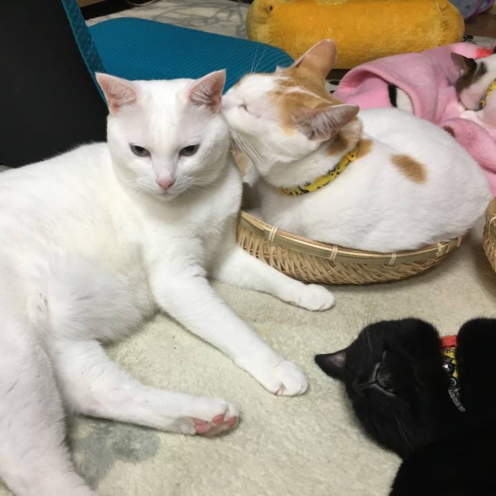 07b78090 b6de 49dc b10b ed846dcc859e