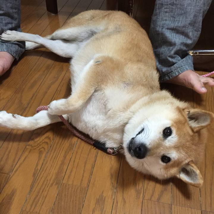 07c04c3a 19f1 4f49 86d4 b0bd3e467189