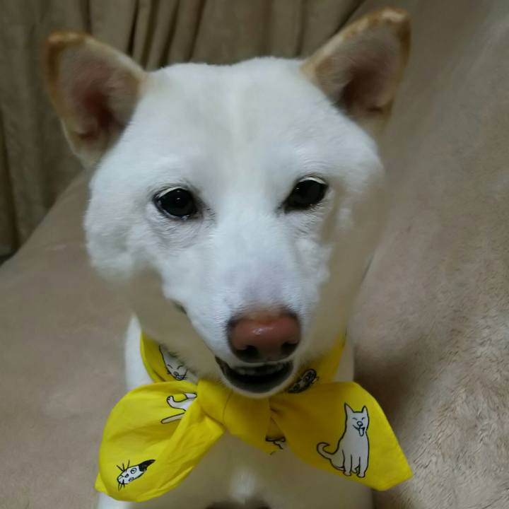 07cfa4f0 a344 4edc a016 8c73ab8404a8