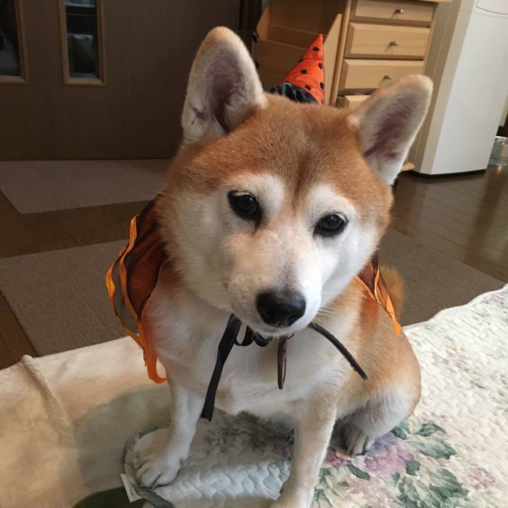 07d42ab9 47b8 435f 9440 29833c35c420