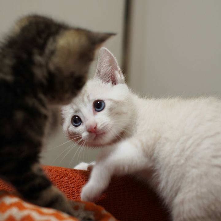 07f63447 734c 474d b85a bd8a222e37f3