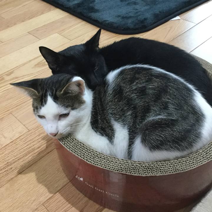 08109d02 11dc 4d66 95d4 f281f315f28a