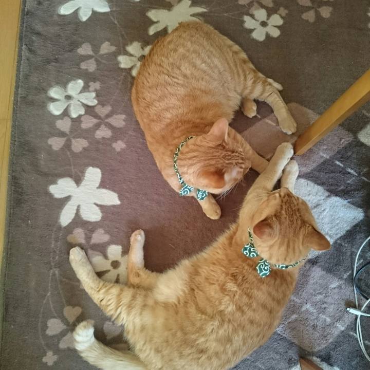 0811a623 ff24 499a b340 ffc403402677