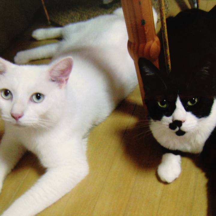 0817c8bb cfea 45a0 8a0b d3cd7827d175