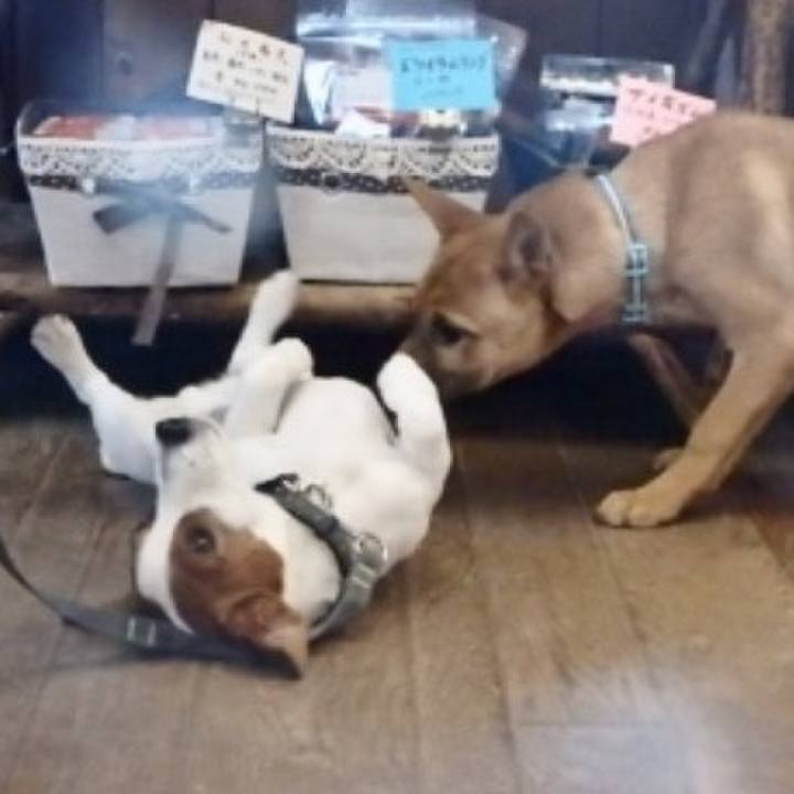 0820408b 3b61 4e65 b4c0 ace18ebd471a