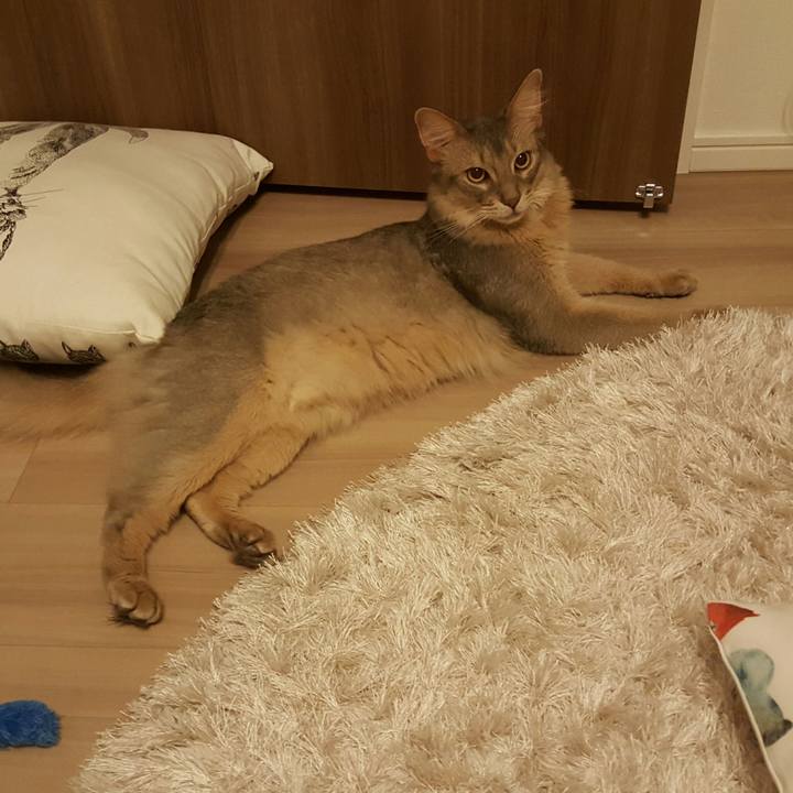 08207f4e a586 4e0b 94a0 ebdba469de2f