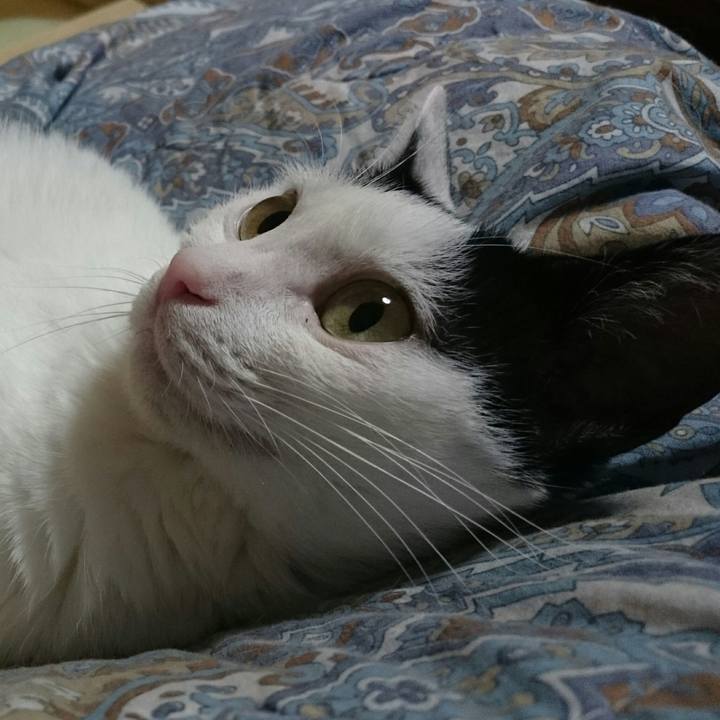 08344ff7 4aed 4329 aff4 aeac257b2733