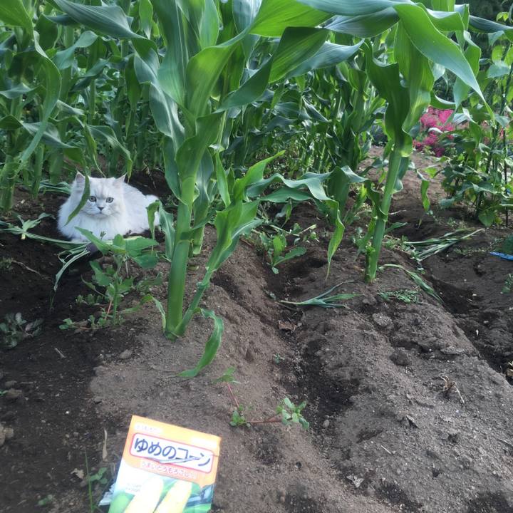 084787c1 7838 41fe baf4 e9fa2d22bb75