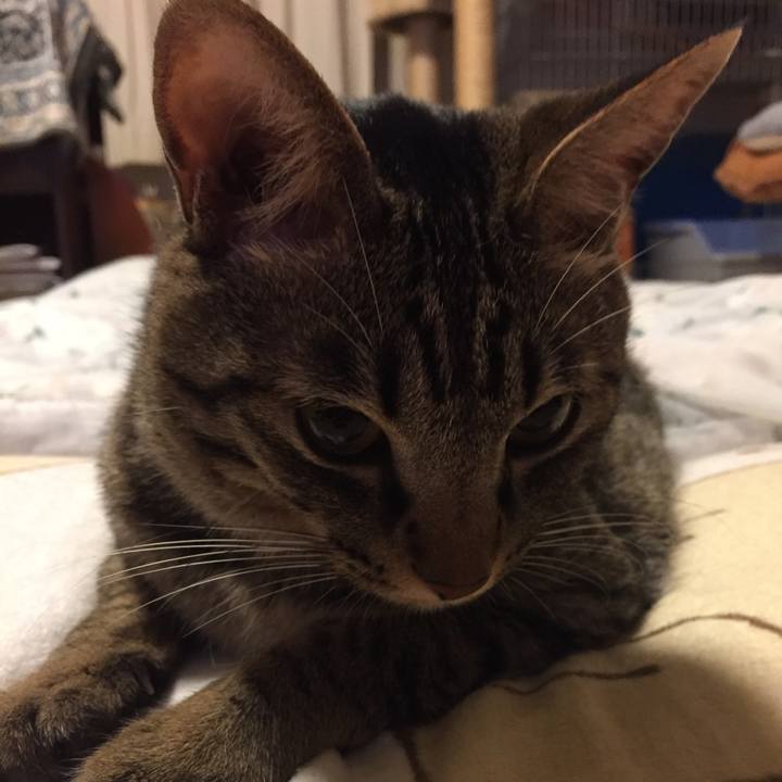 08486c20 4072 4677 9fd1 8136b89d39d9