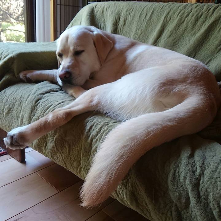 085b4a35 e75c 4cc4 ad26 3f9d88211330