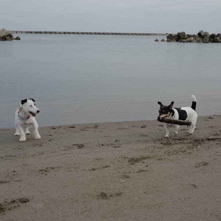 0860fdd0 30dd 48bb b113 77a3d9032afb