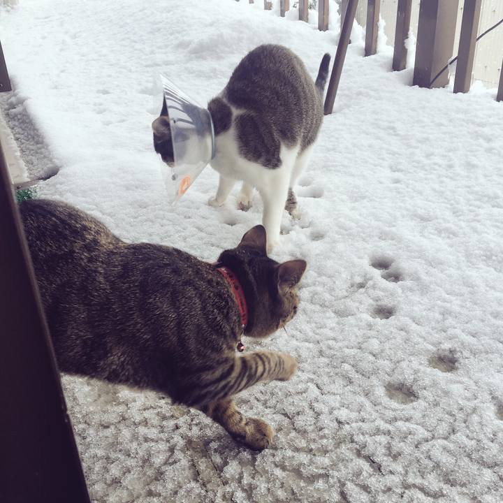 08839752 c72e 40ce 9a1e 64cb9b9a98f4