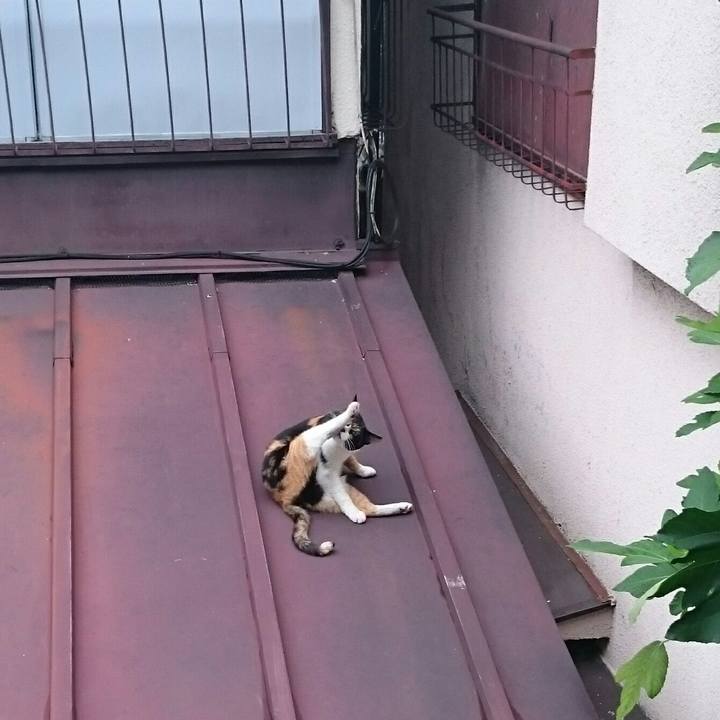 088bc026 c84a 4e1d 91fb 89c17f5b596a