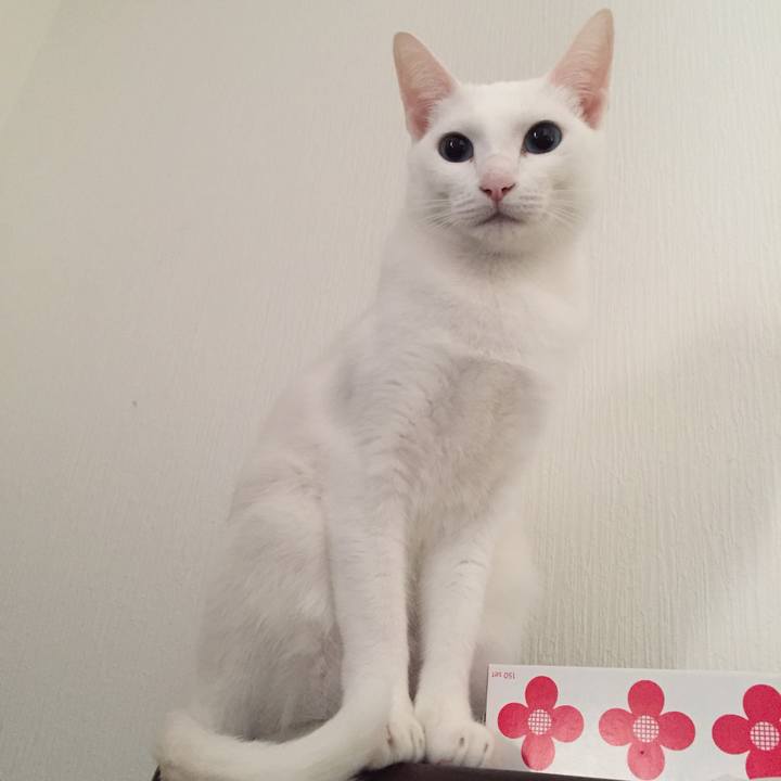 088c6d9a bc68 4265 98b1 6d328b74d113