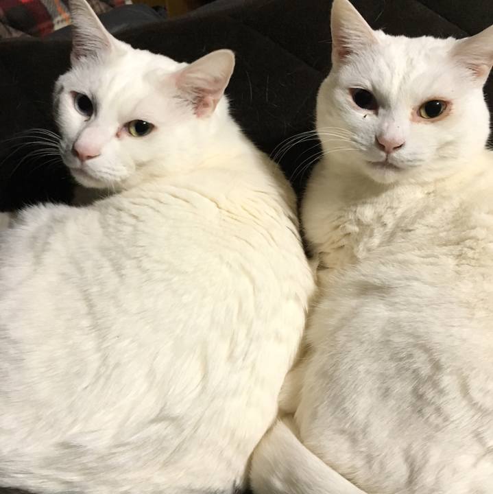 0892b68a 7e67 4442 98ad 95b57c3877f4