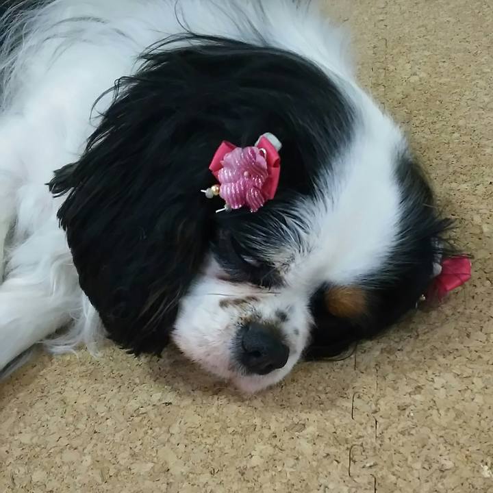 089462a5 8984 454c bc1e 578c50d7b5e5