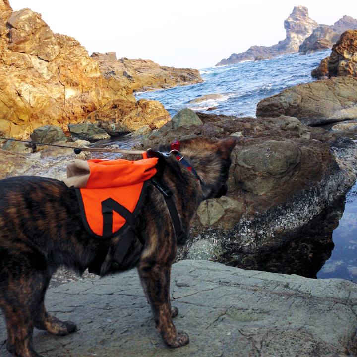 08a5a770 6043 4b5f 8837 d708a7ad8f39