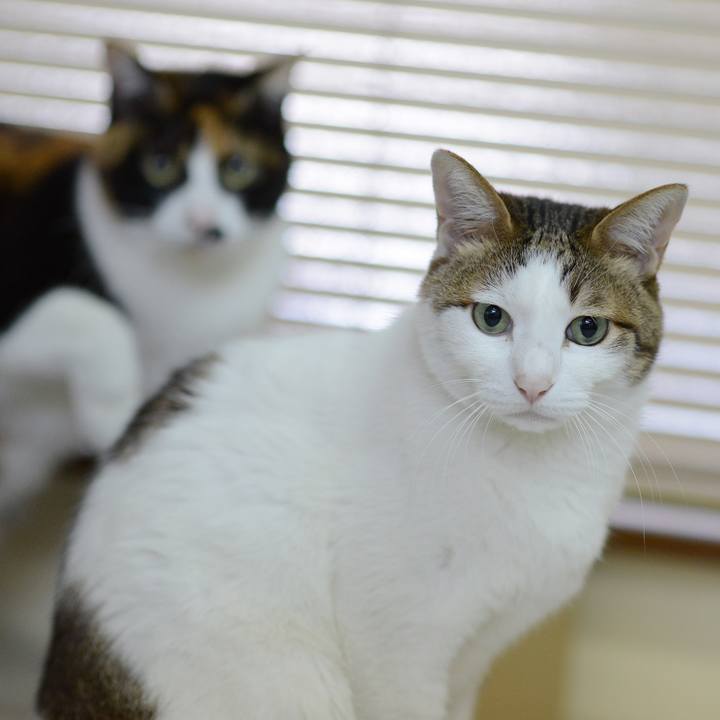 08a60d54 2103 4392 b9d8 a942ce7be4ce