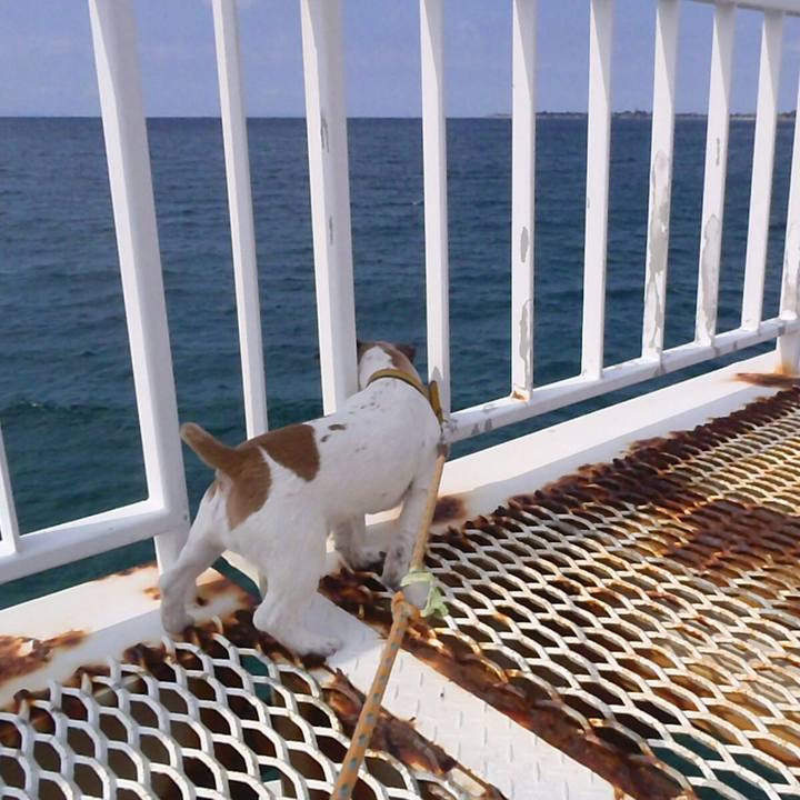 08ad41ff dacb 4838 bb30 f42c222fd1da