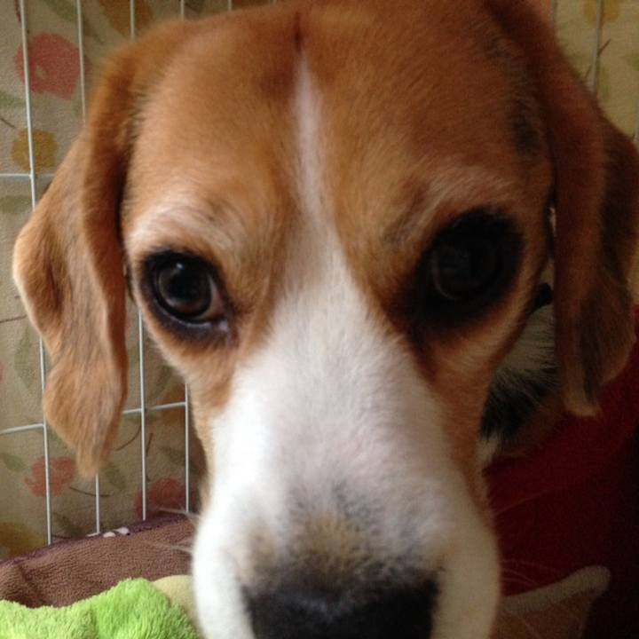 08ba2d1f 0d85 4914 9fde 7c93e5ba04aa