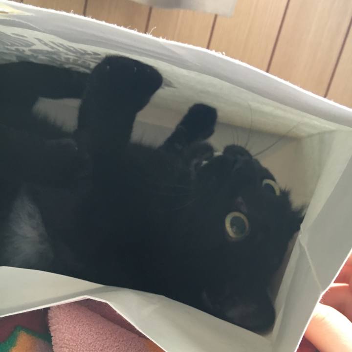 08c04461 335c 4399 b82d 1536c45af1a2