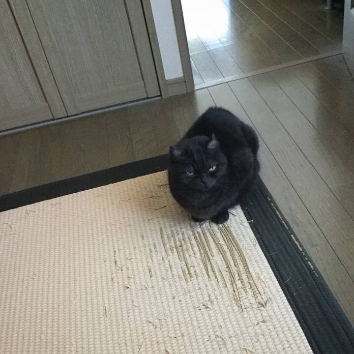 08c13d03 639d 43dc 9887 64ccf4bebda4