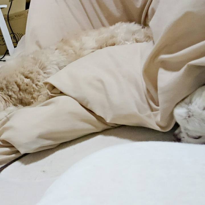 08dcf093 d64b 4621 9883 1ea06048056d