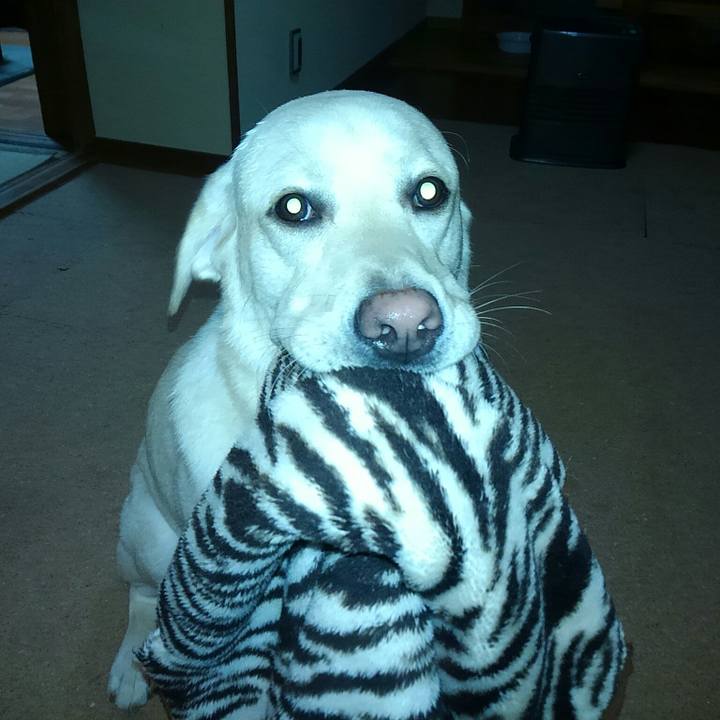 08de8c6c ede4 44ea 9029 0a1b052bcd11