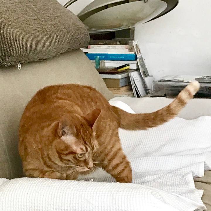 08e71363 f0dd 4d7b bc2f 2a4ea370ab0c