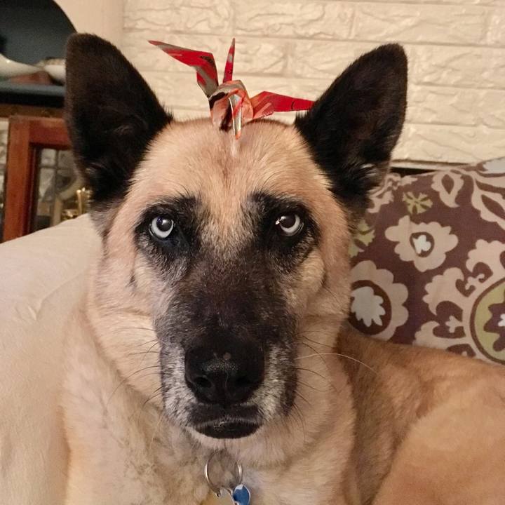 08e9f1d4 c636 4f6c 9d44 d0667547c157