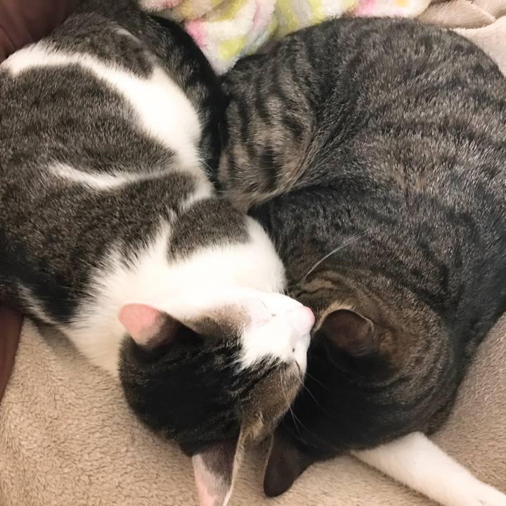 08fce32d 74c6 4c9f 9d44 a4174e13ab94