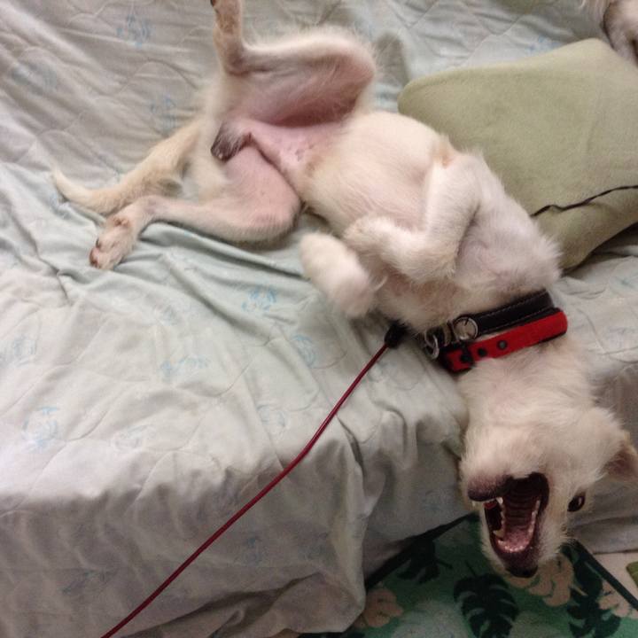 0903af07 4404 4cf5 8e8c 96f17f3b4231