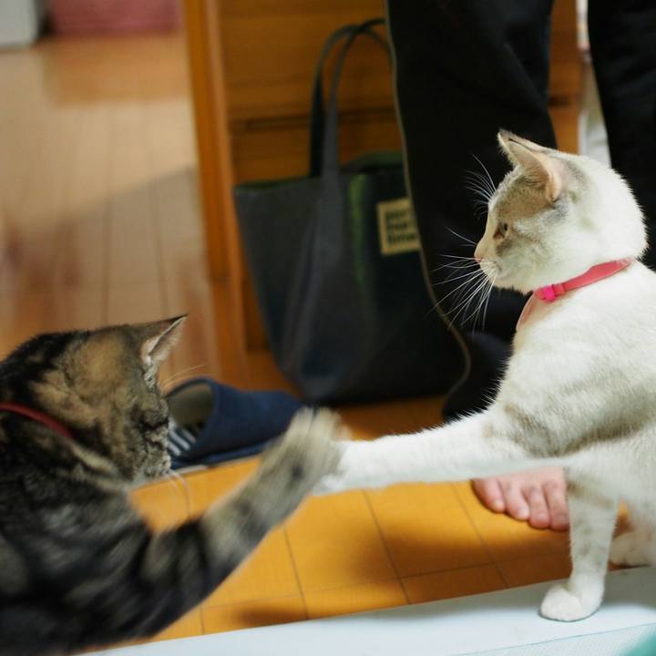 09173fe2 b4fe 42bb b5ac c185416b6789