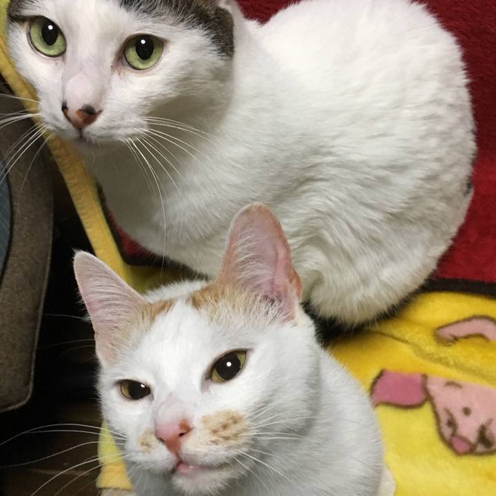 091c5233 9762 4fd5 9623 aec123b1cdb8