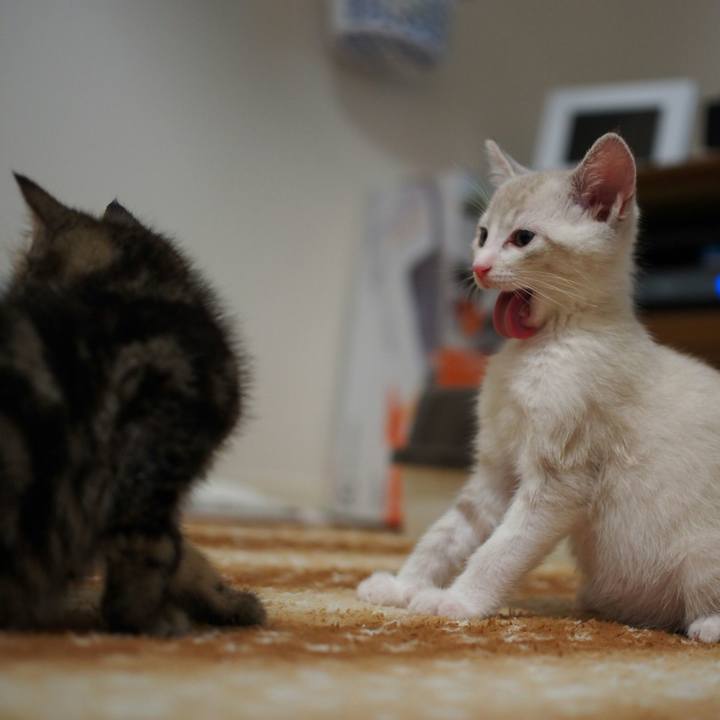 0932aaeb 7c87 49f4 8c78 fa8e1c01e886