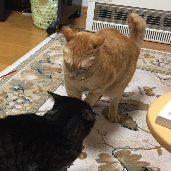 09351871 9acf 49d8 9ccb f33d4a984cd8