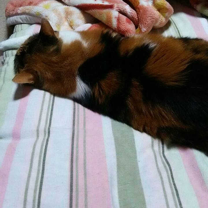 0937c7a9 878f 44d4 acc7 7241fa32a38c