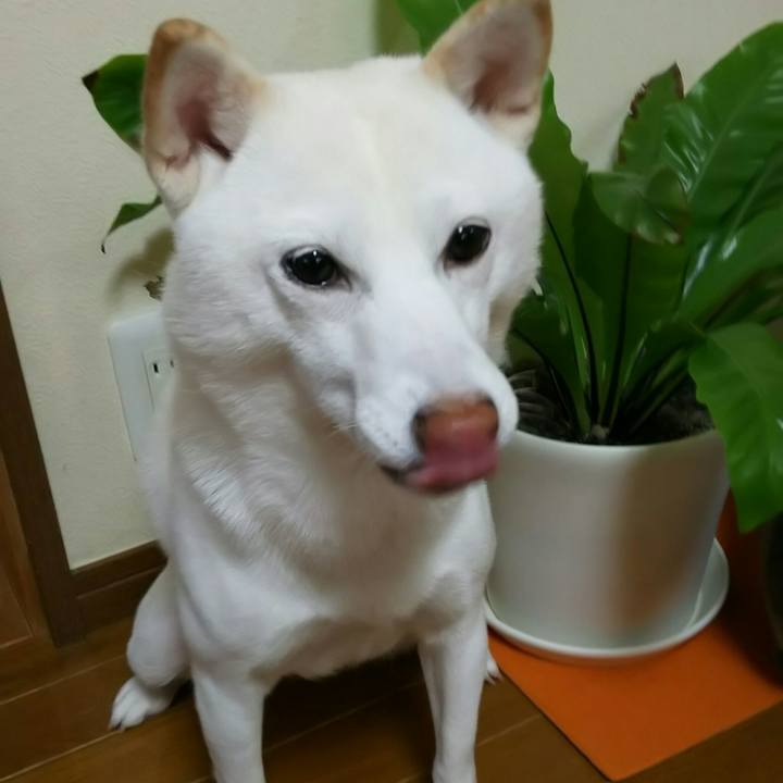 094844e4 033a 4979 9c75 6dc026c59187