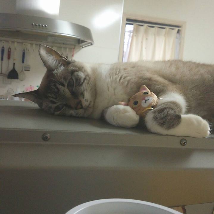 09548c30 c1fa 488b a4e5 9b0d54005f9d