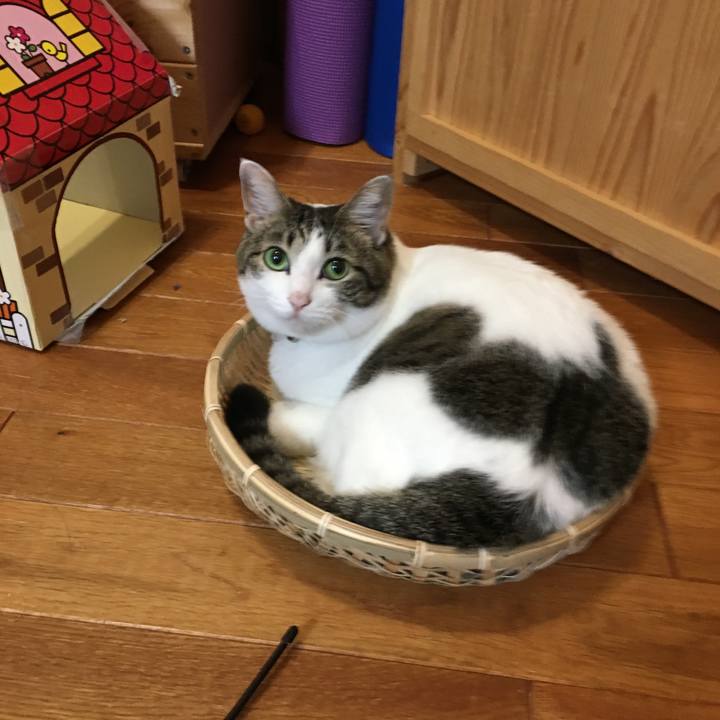 0959a231 2d31 4f2f bbd5 e02defabed3e