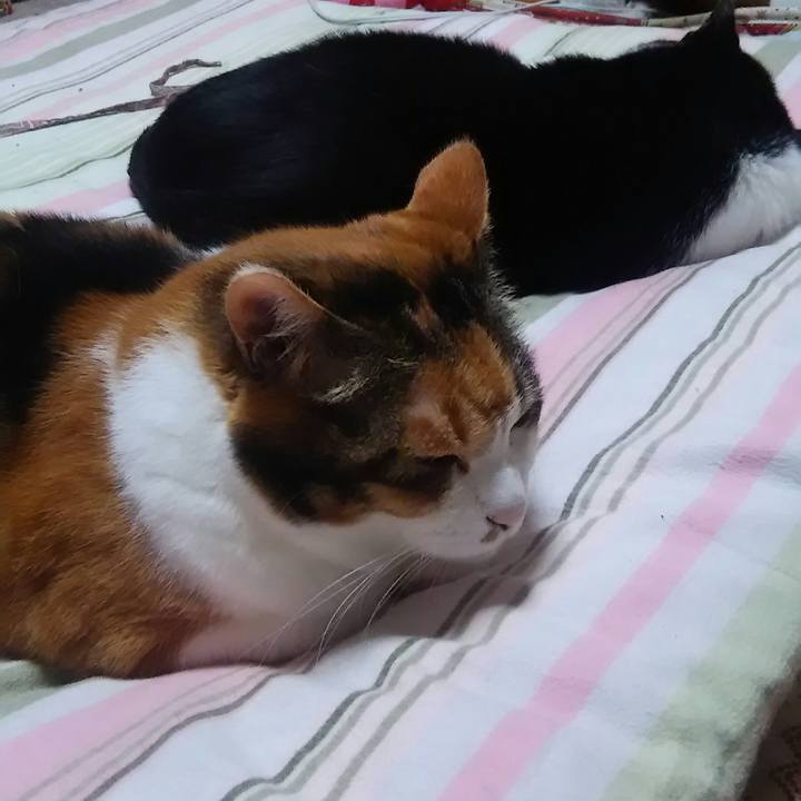 0969ed41 f822 4fbb a2cd d0de867084ff