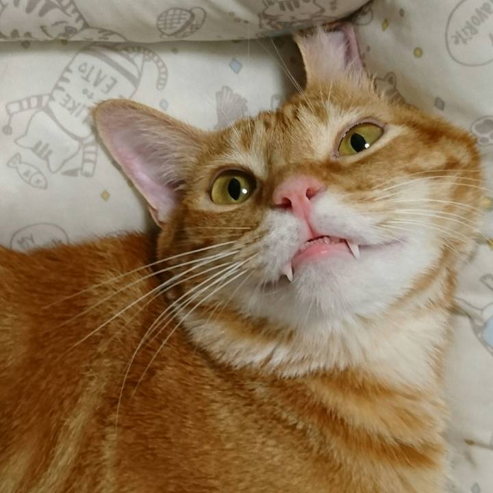 097b063c 2b28 403c b625 e8c355a2e437