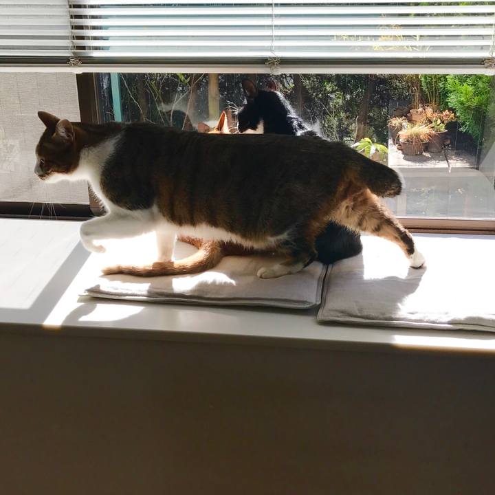 0980fabf ba36 4f46 985c 9dff76bbdbc9