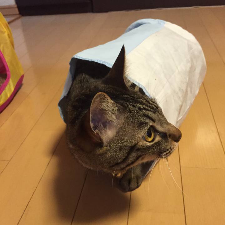 0981e00a 4d99 48b1 8cbd 4368f30098ad