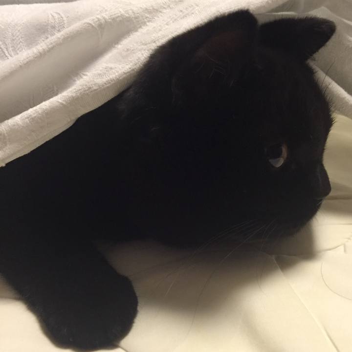 0983d8fd fccd 4213 85af 5221d5b4d184